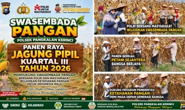 Dukung Swasembada Pangan, Polsek Pangkalan Kerinci Panen Raya Jagung Pipil Kuartal III Tahun 2026