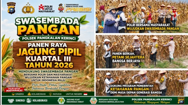 Dukung Swasembada Pangan, Polsek Pangkalan Kerinci Panen Raya Jagung Pipil Kuartal III Tahun 2026